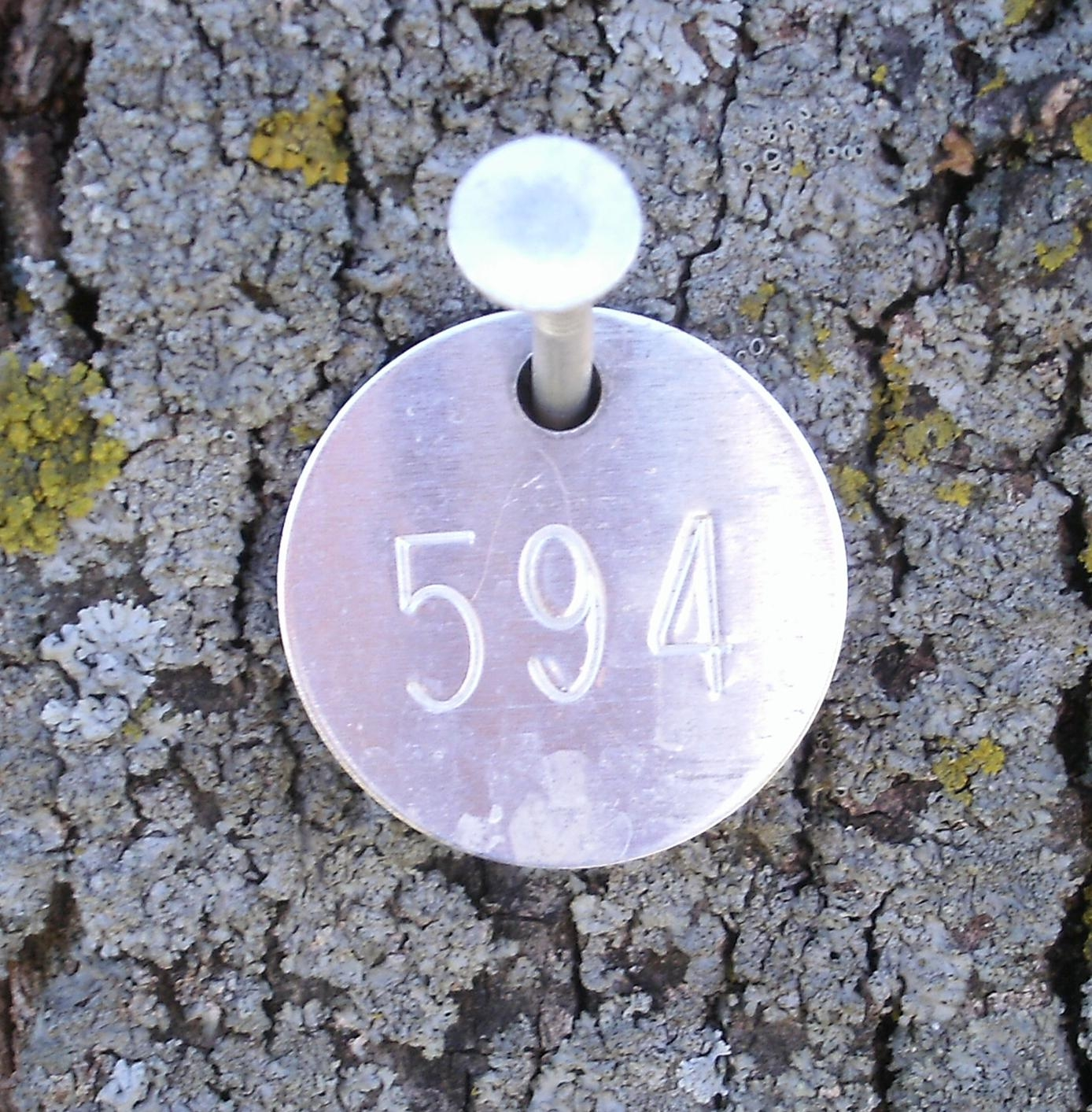 Photo of a Tree Number tag
